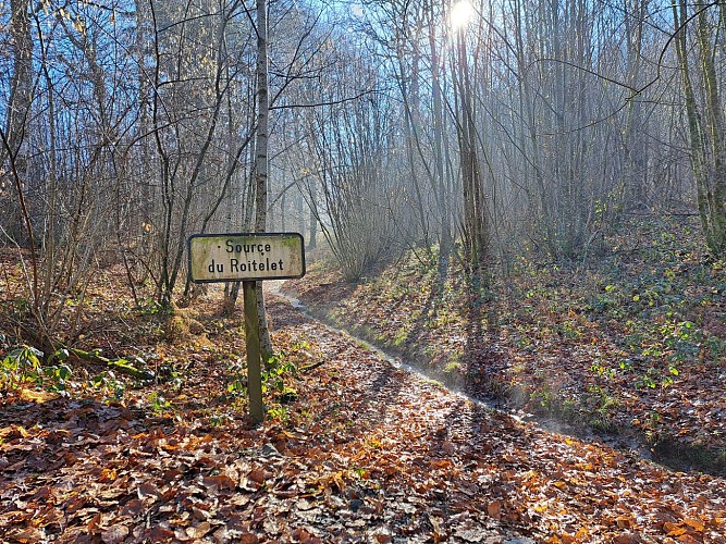 Source du roitelet - Foret domaniale arnac-Pompadour © J (2)