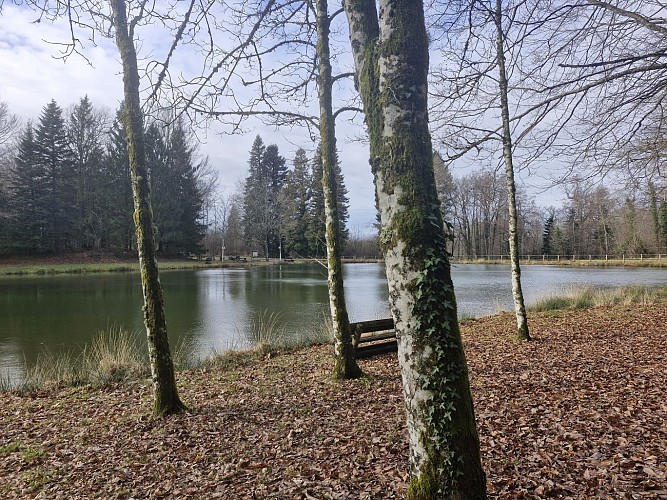 Etang du merle - Forêt domaniale - Saint-Sornin-Lavolps © JL OT TDC (5)