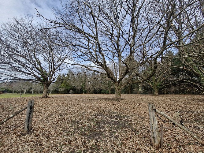 Chataigneraie - Forêt domaniale - Saint-Sornin-Lavolps © JL OT TDC (1)