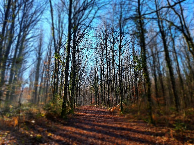 Foret domaniale de Pompadour - La pierre des 4 communes © J (2)