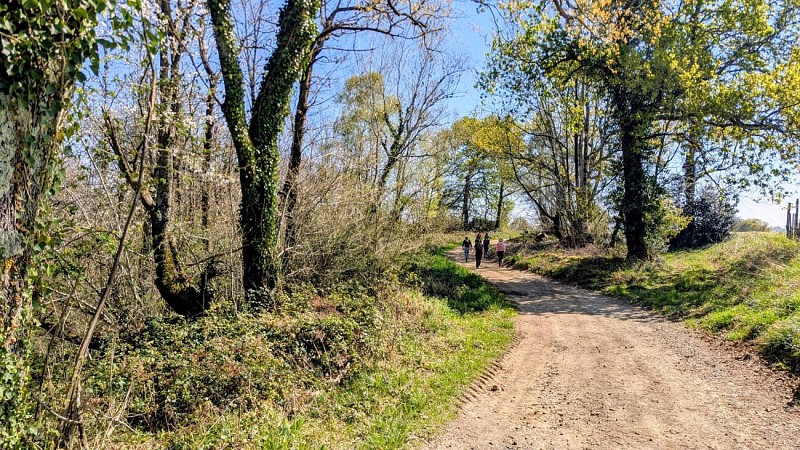 Rando monein entre bois et panorama (12)