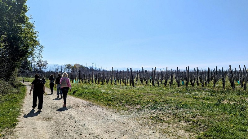 Rando monein entre bois et panorama (11)