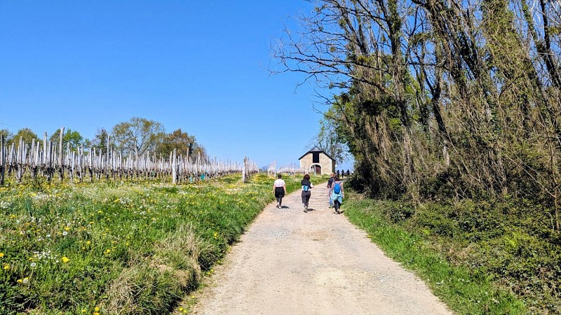 Rando monein entre bois et panorama (4)