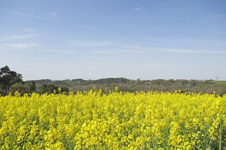 chemin-des-cretes-baigts-de-bearn--2-