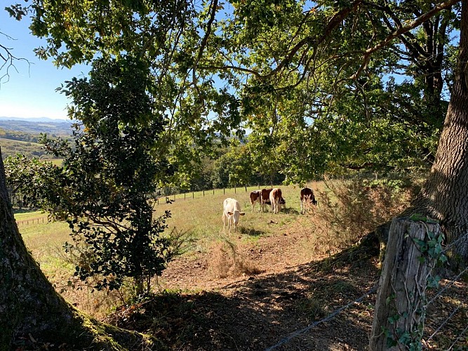 Chemin des cretes puyoo (1)