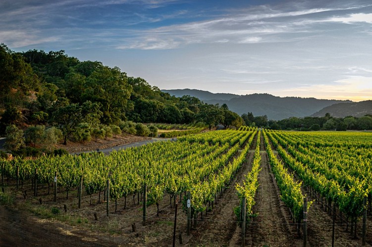Vignes &amp; Pierres Sèches à vélo