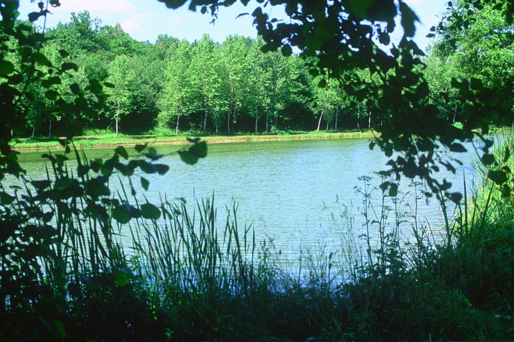 Hiking - Coligny and Etang de Fougemagne