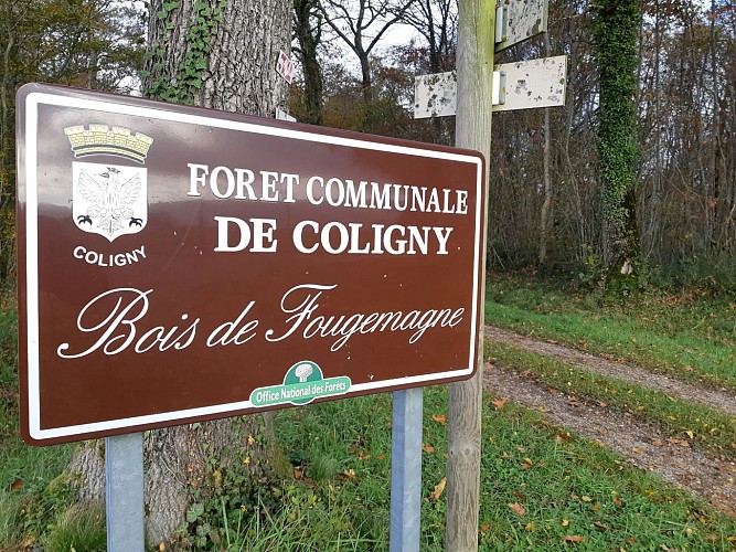 Hiking - Coligny and Etang de Fougemagne