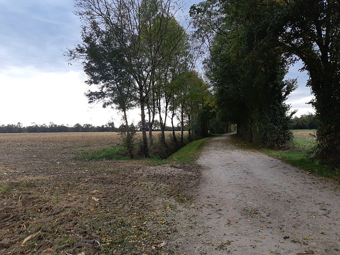 Walk - The Jayat meadow