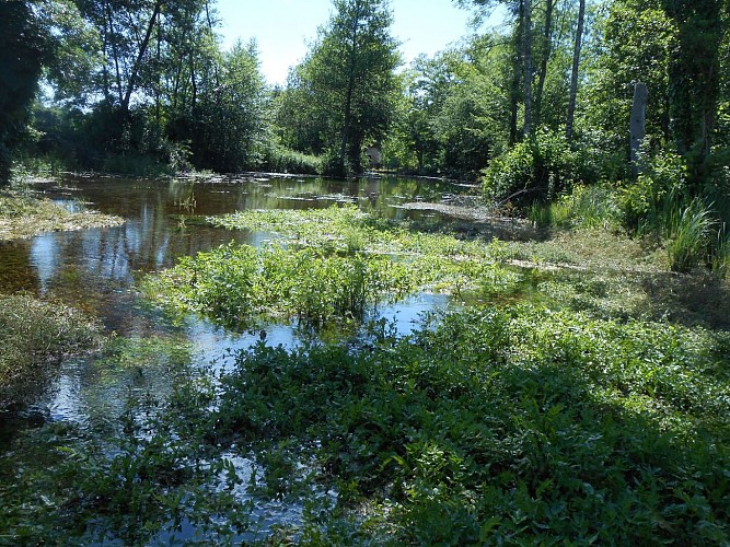 résurgence Creyssac juin 2016 (joce) (3) 2