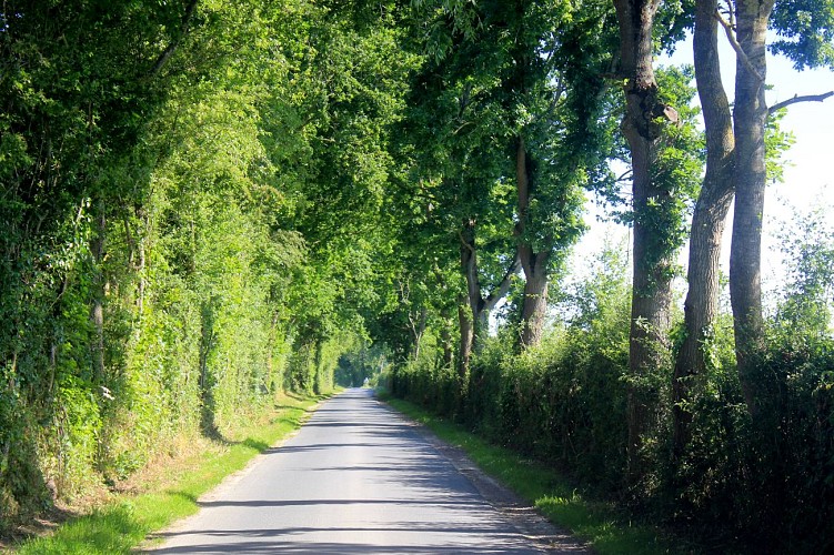 LINGÈVRES route bois