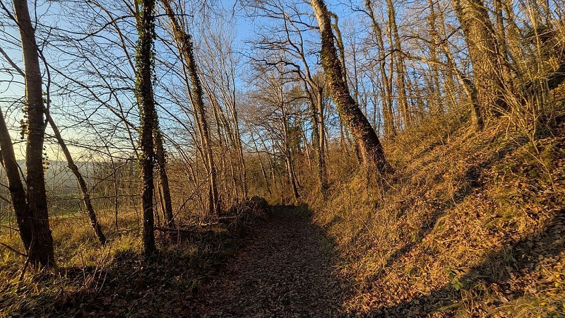 Chemin vers pelouse II