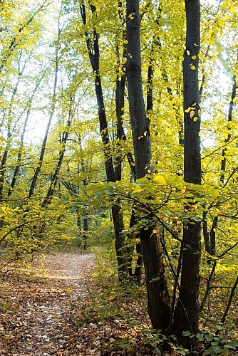 Forêt 