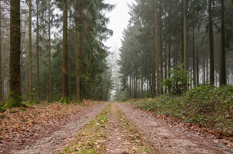 Forêt d'Ariethal