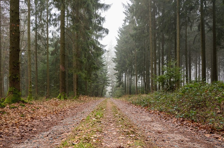 Sentier en forêt