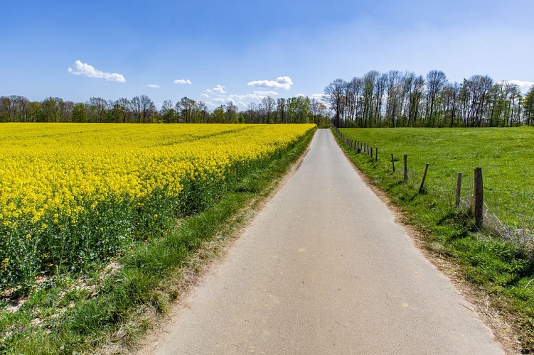 Chemin au printemps