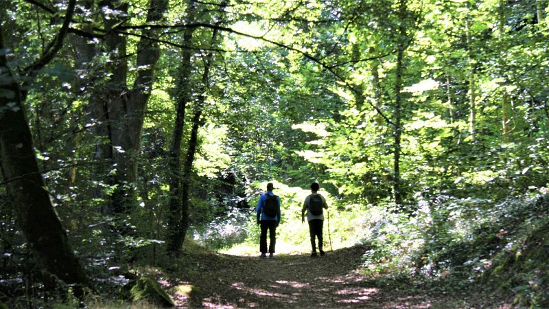 En sous-bois