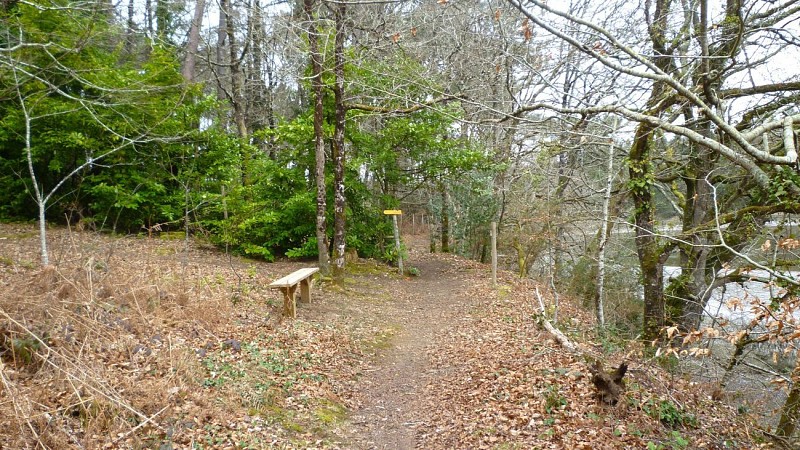 In the wood