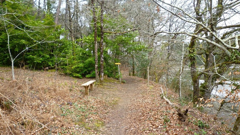 Dans le bois