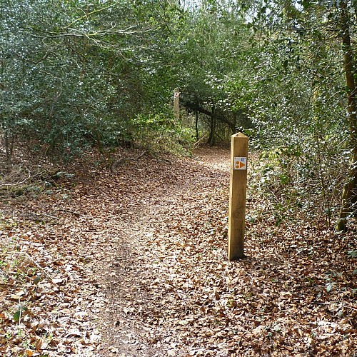 Dans les bois