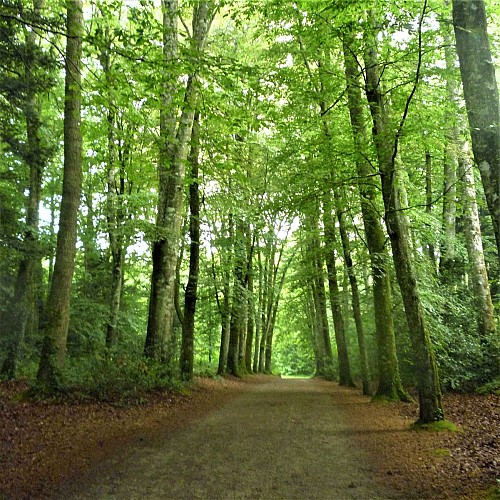 Ter woods