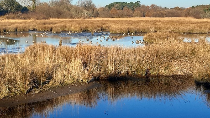The Kerdeff marshes