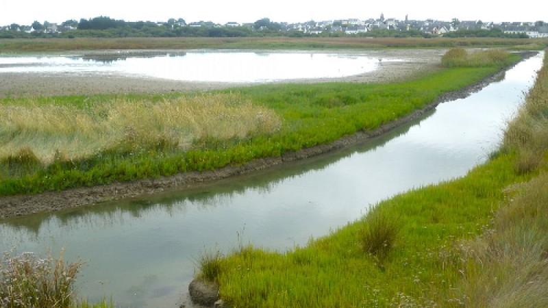The marsh