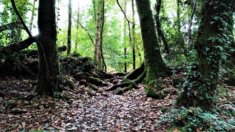 Undergrowth of Roscouëdo