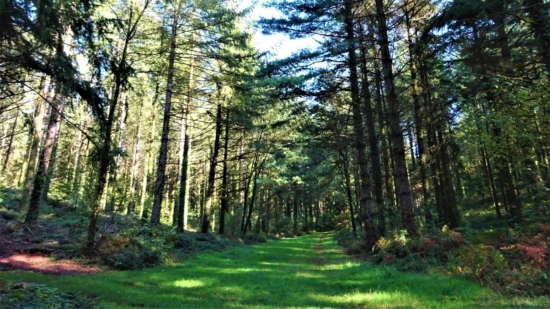 Forest alley