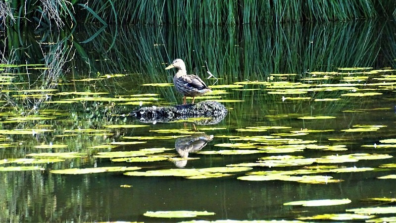 Verger Pond