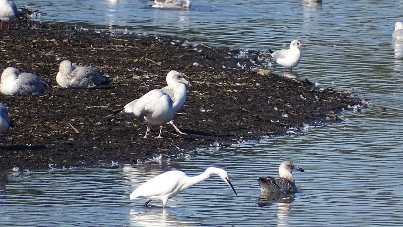 Birds