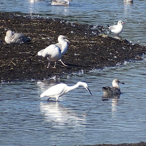 Egrets and gulls in search of food