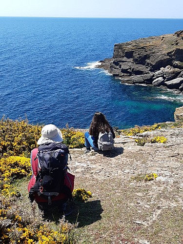 Gorse in bloom on the cliff