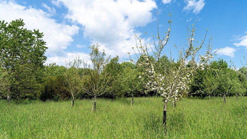 The orchards of Kerentestec