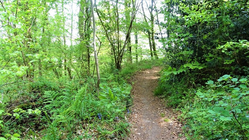 Dans le bois du Talhouët
