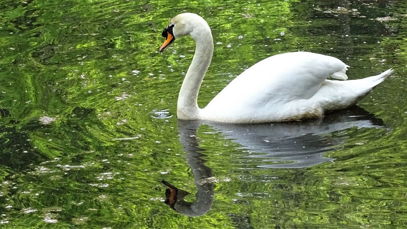 Cygne au parc de Kerbihan