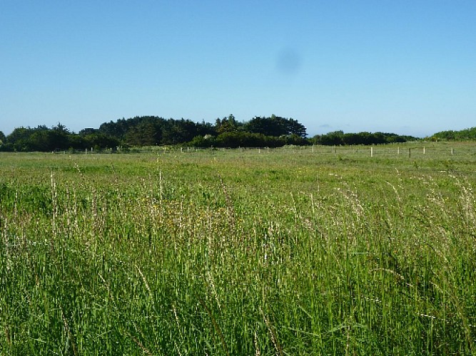 Blooming fields