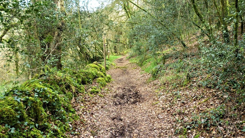 En sous-bois