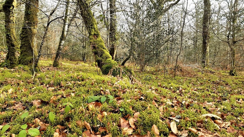 In the forest