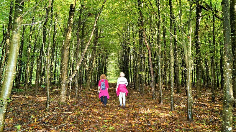 In the woods