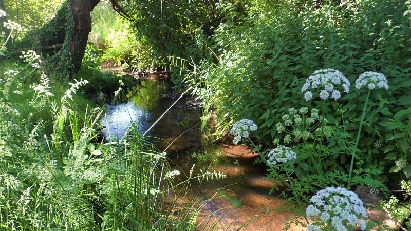 Along the stream