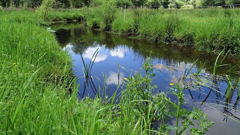 The Brandifrout stream