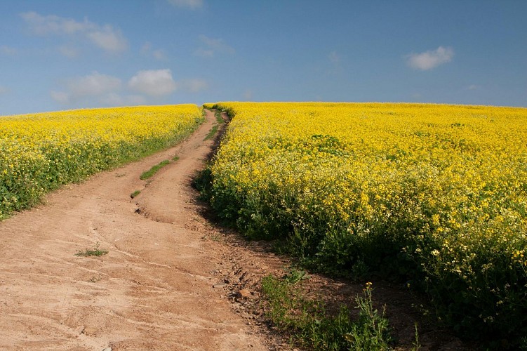 Chemin campagne