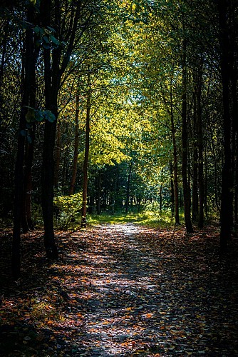 sentier forestier