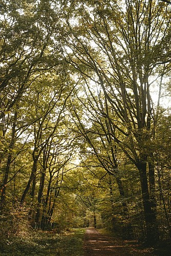 Sentier forestier