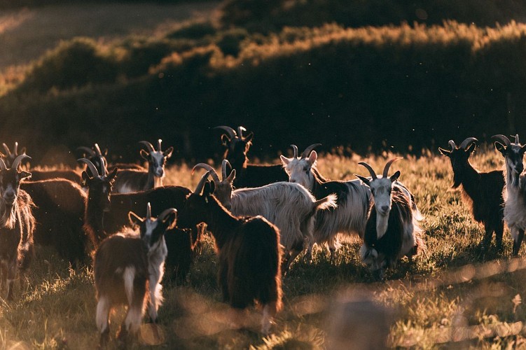 Les landes de Vauville