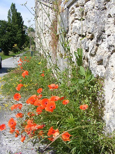 coquelicots et murets à Cercles