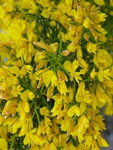 Allauch : les collines de Pagnol