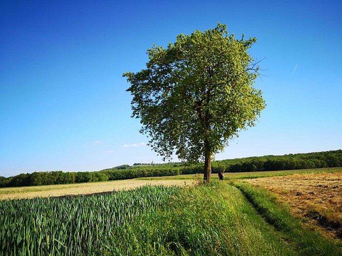 Sentier Montjoire (94)