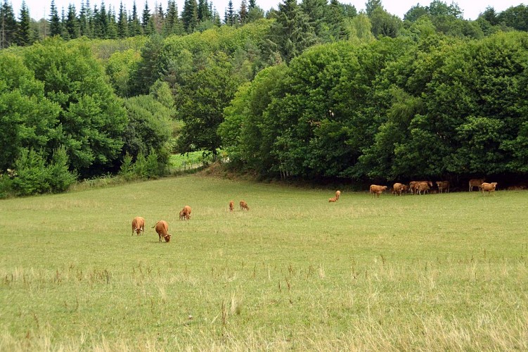 Sur les pas d'Henri de Navarre